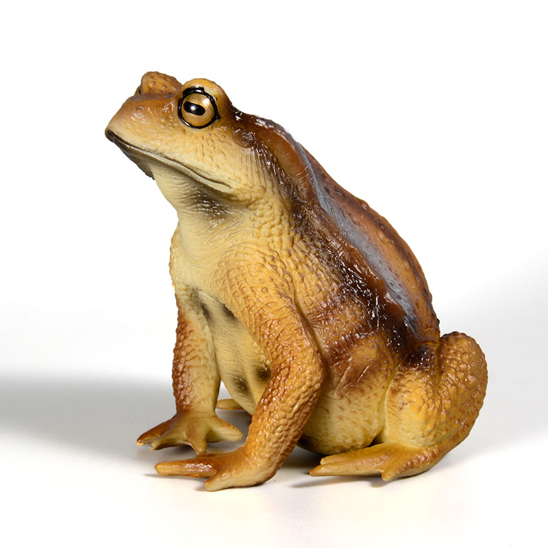 Kids First Education - Figura de Sapo Anfíbio, Modelo de