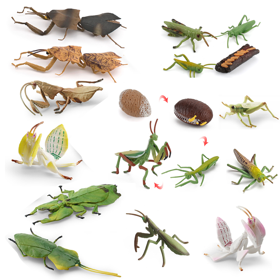 Orchid Kids Education - Modelo Realista de Mantis Orquídea, Mantis