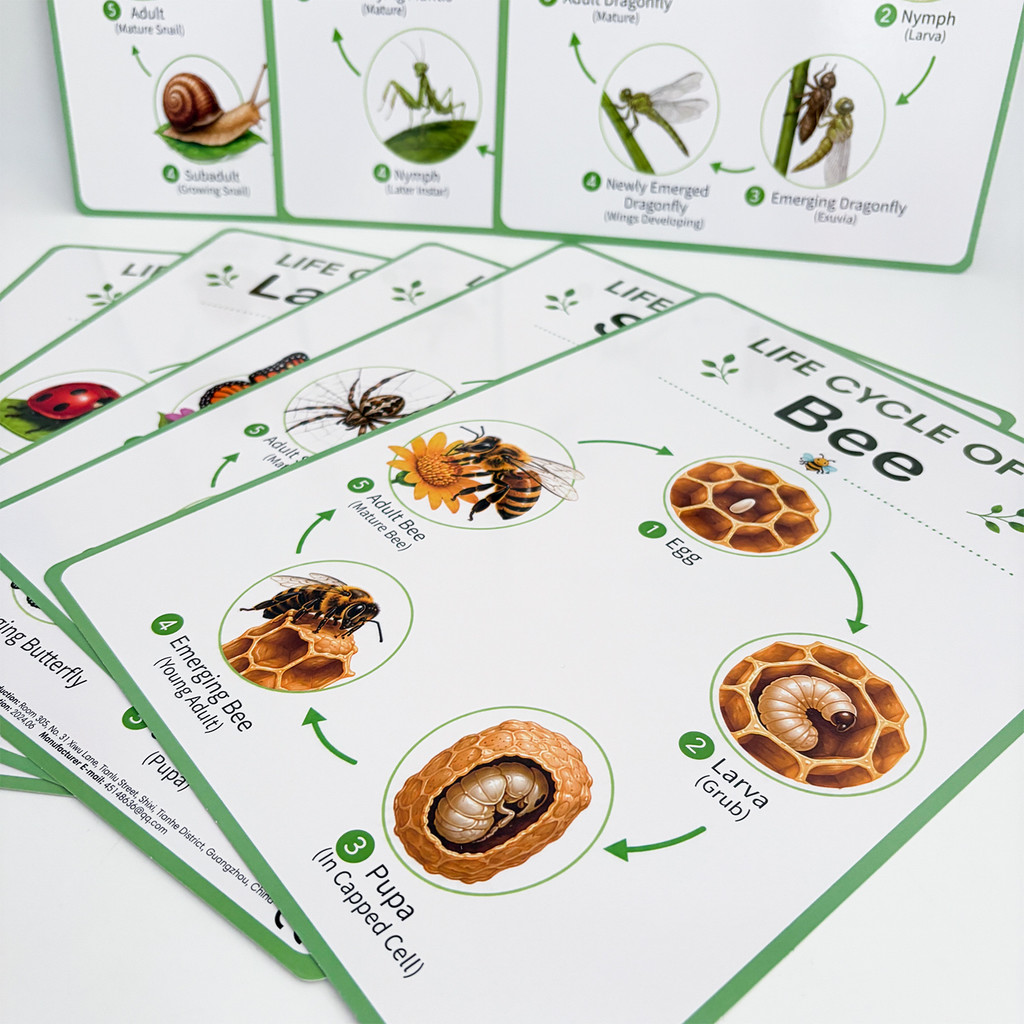 8 Pôsteres Educativos sobre o  - Kids Educational Poster avaliação e preço