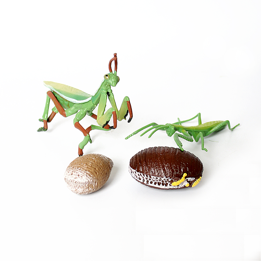 Modelo Realista de Mantis Orqu - Orchid Kids Education avaliação e preço